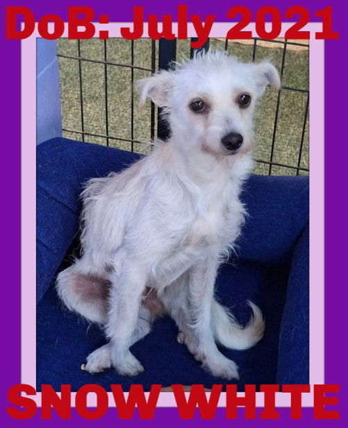 SNOW WHITE, an adoptable Terrier, Wire Fox Terrier in Sebec, ME, 04481 | Photo Image 3