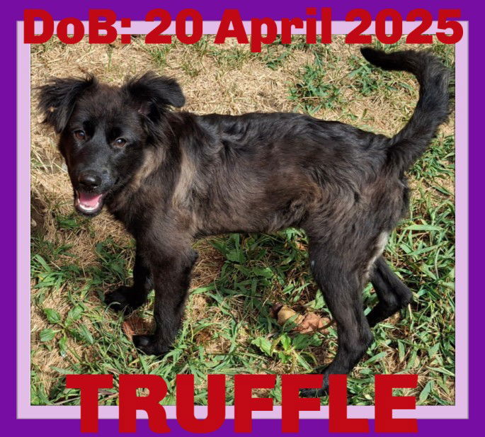 TRUFFLE, an adoptable Shepherd, Terrier in Sebec, ME, 04481 | Photo Image 1