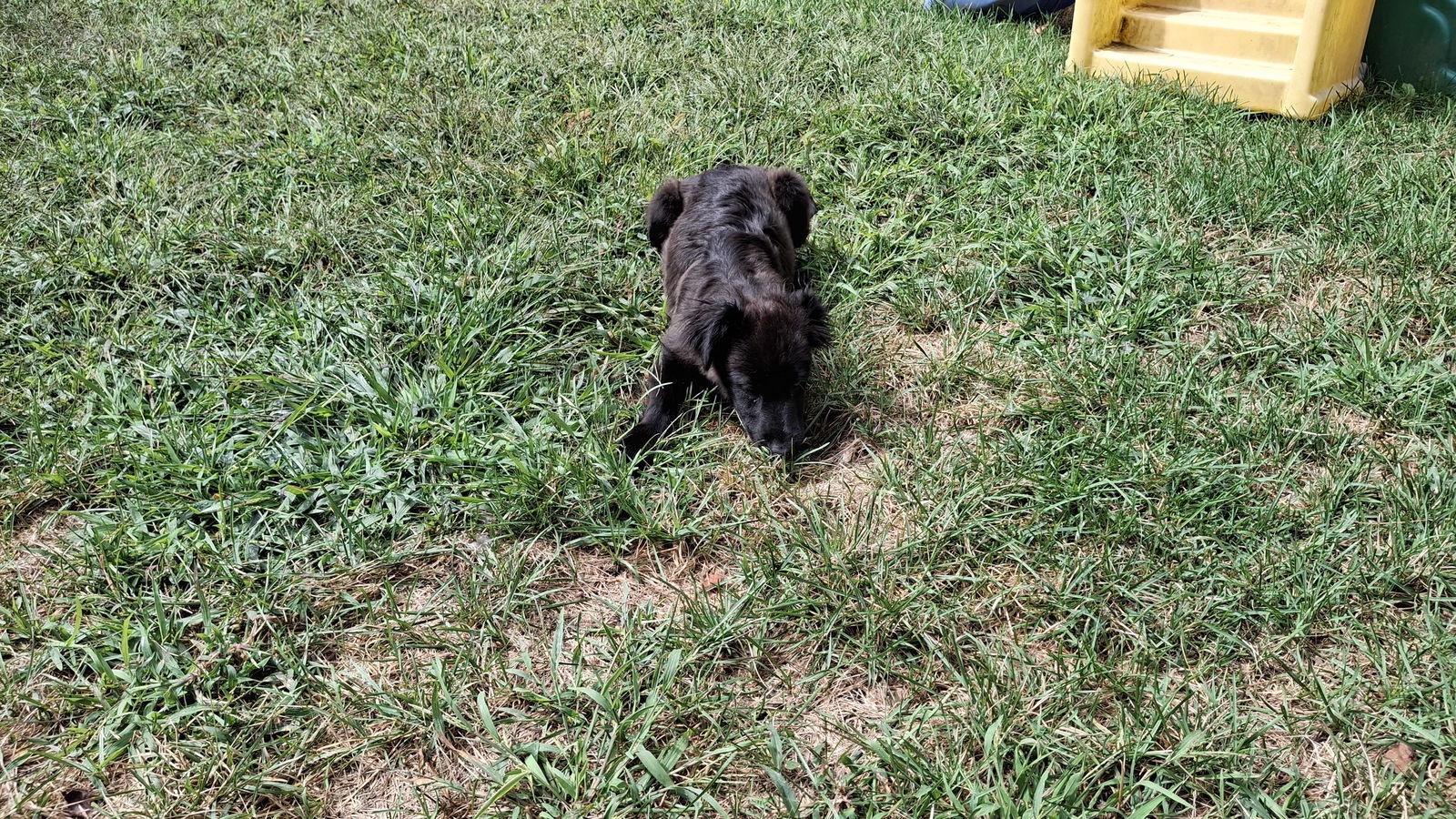 TRUFFLE, an adoptable Shepherd, Terrier in Sebec, ME, 04481 | Photo Image 2