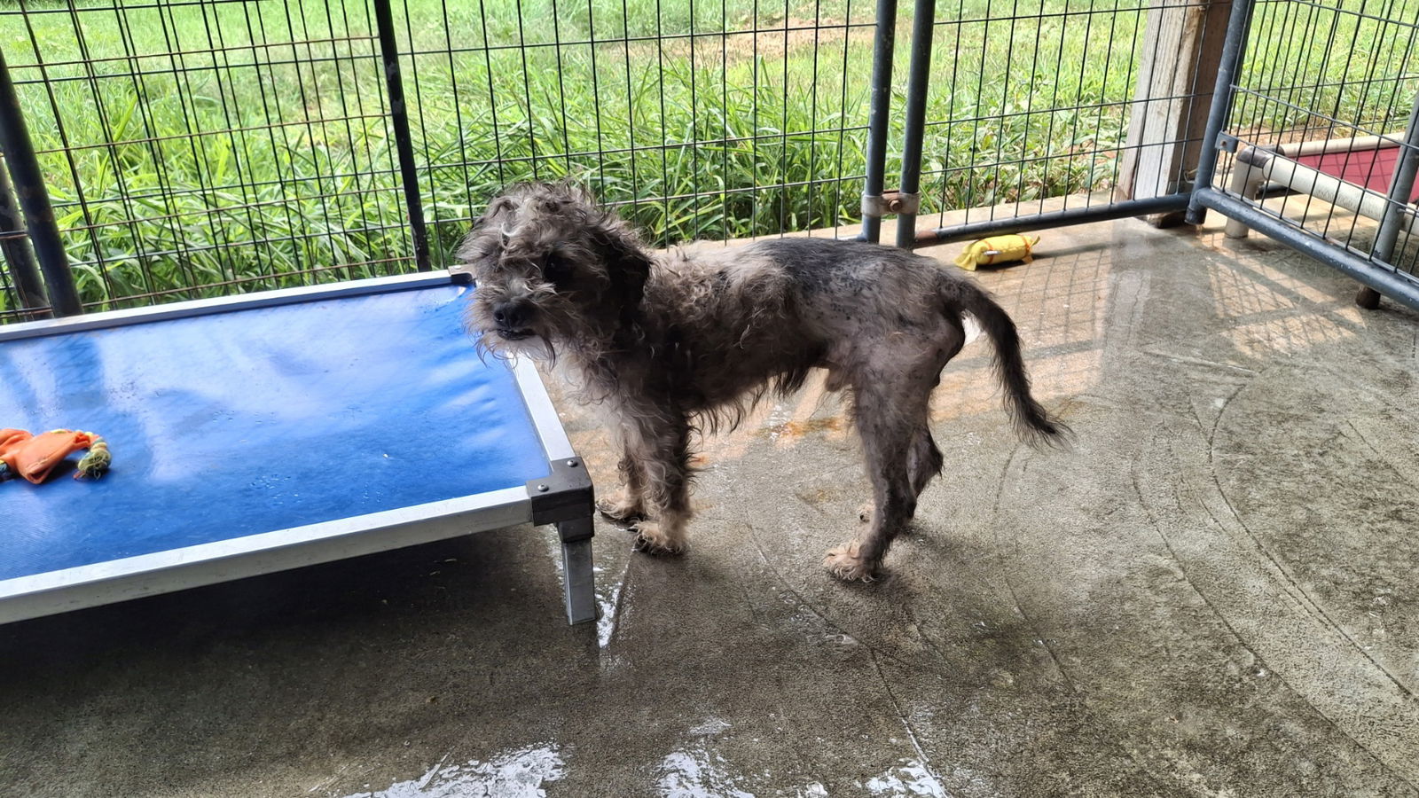 HAMMY, an adoptable Terrier, Wire Fox Terrier in Sebec, ME, 04481 | Photo Image 3