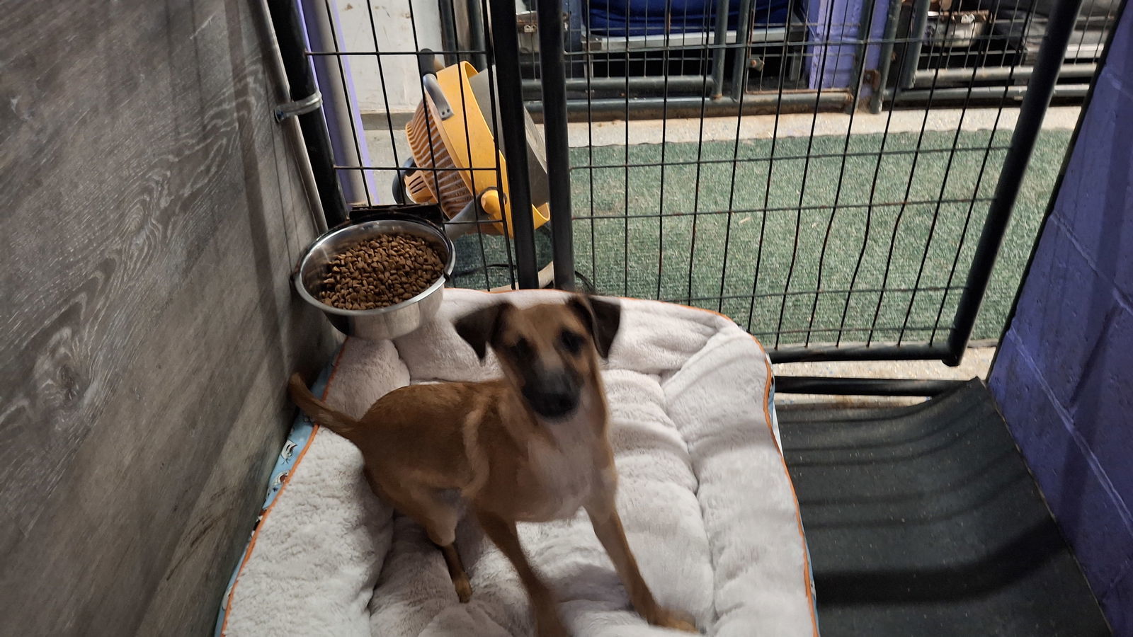 KRONK, an adoptable Chihuahua in Sebec, ME, 04481 | Photo Image 2