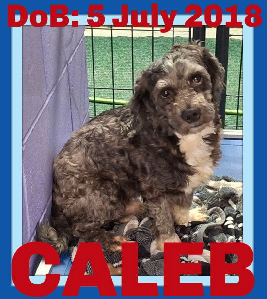 CALEB, an adoptable Terrier, Wire Fox Terrier in Sebec, ME, 04481 | Photo Image 1