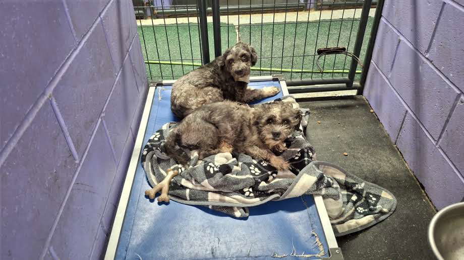 CALEB, an adoptable Terrier, Wire Fox Terrier in Sebec, ME, 04481 | Photo Image 2