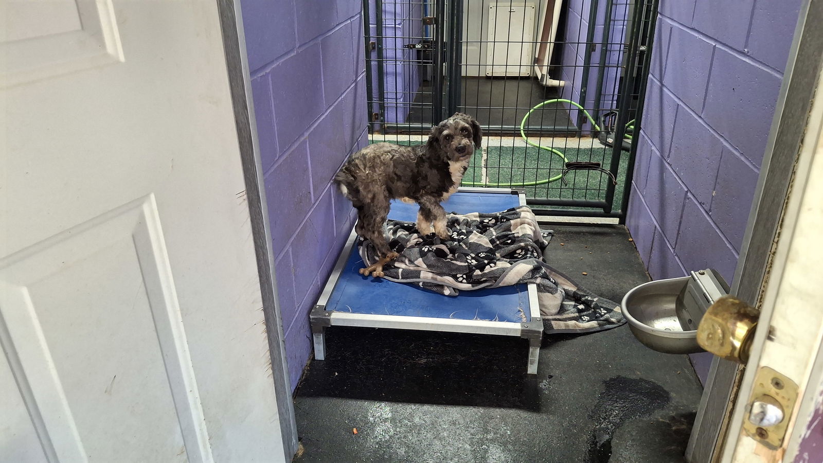 CALEB, an adoptable Terrier, Wire Fox Terrier in Sebec, ME, 04481 | Photo Image 3