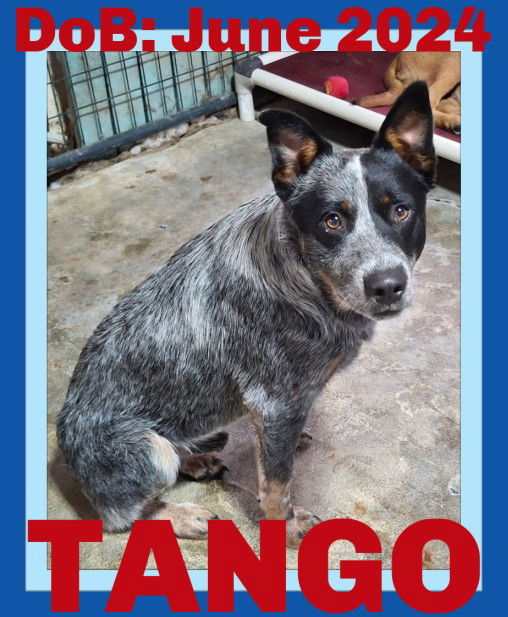 TANGO, an adoptable Australian Cattle Dog / Blue Heeler in Sebec, ME, 04481 | Photo Image 1