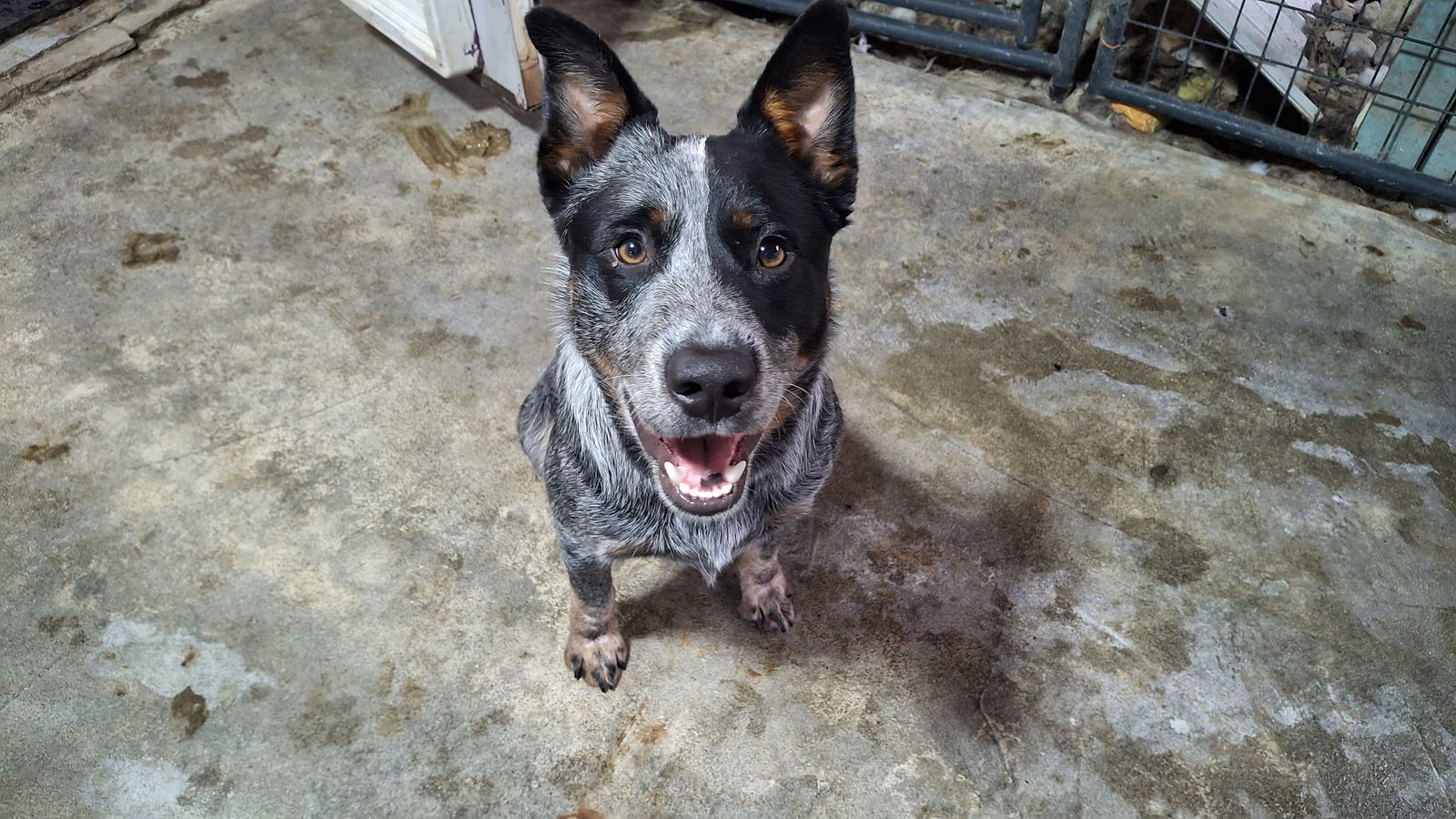 TANGO, an adoptable Australian Cattle Dog / Blue Heeler in Sebec, ME, 04481 | Photo Image 2