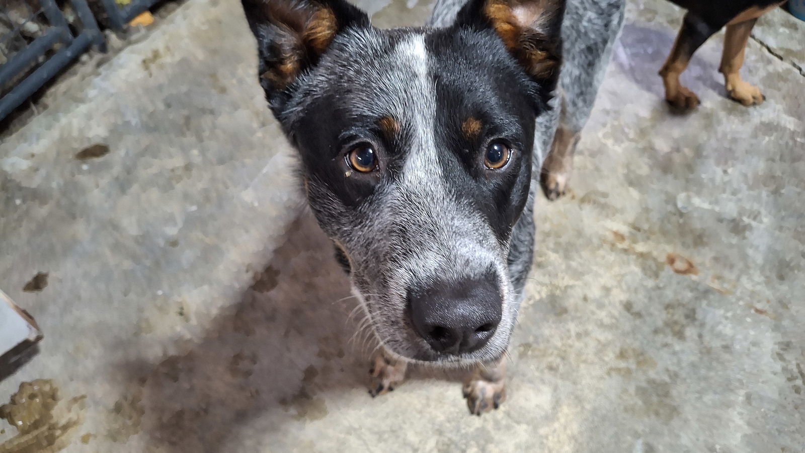 TANGO, an adoptable Australian Cattle Dog / Blue Heeler in Sebec, ME, 04481 | Photo Image 3