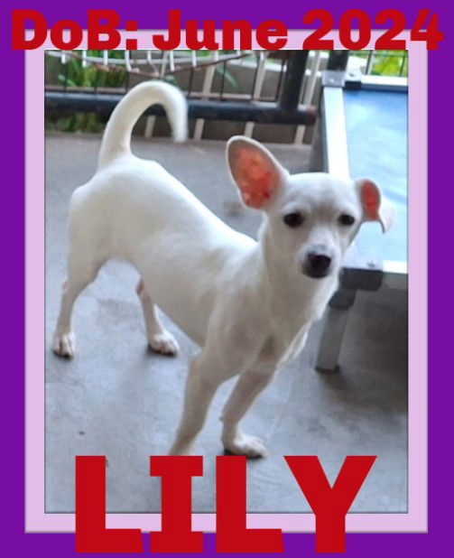 LILY, an adoptable Chihuahua in Sebec, ME, 04481 | Photo Image 1