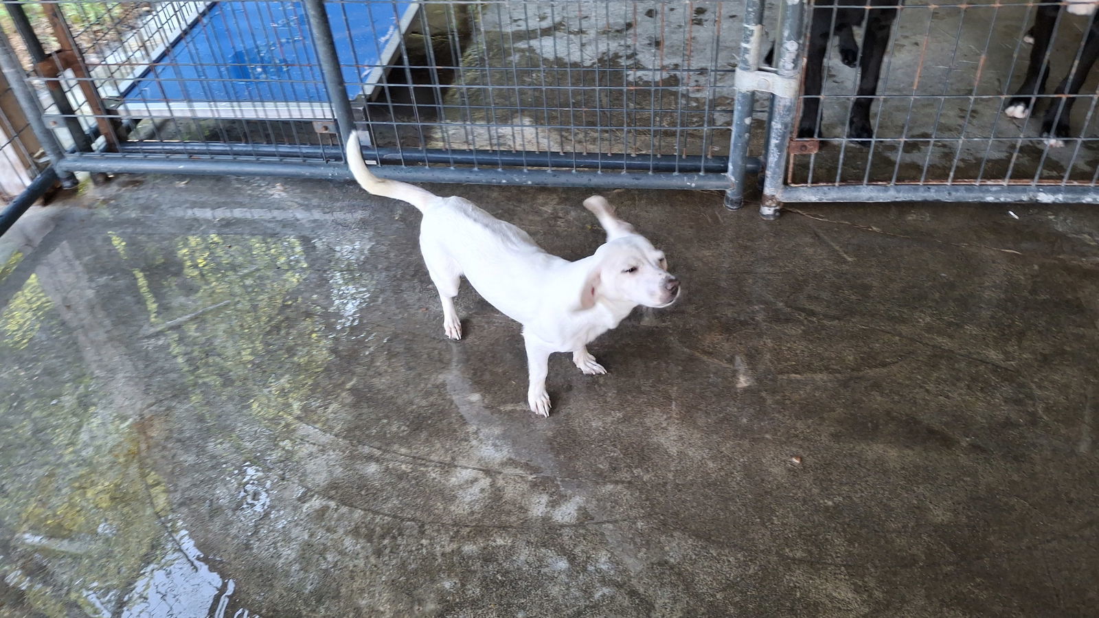 LILY, an adoptable Chihuahua in Sebec, ME, 04481 | Photo Image 2