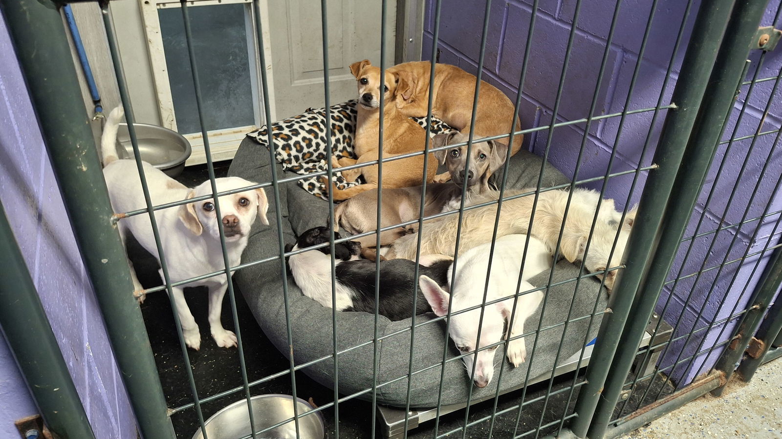 LILY, an adoptable Chihuahua in Sebec, ME, 04481 | Photo Image 3