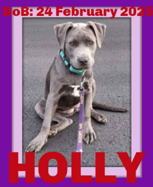 HOLLY, an adoptable Pit Bull Terrier in Sebec, ME, 04481 | Photo Image 1