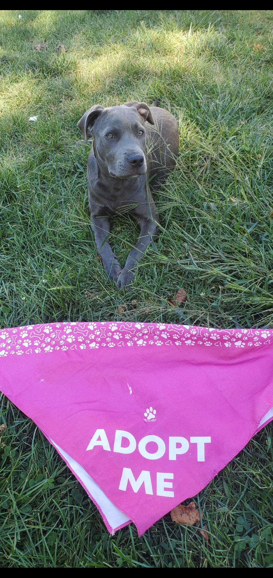 HOLLY - Fostered in Howland, Maine, an adoptable Pit Bull Terrier in Sebec, ME, 04481 | Photo Image 2