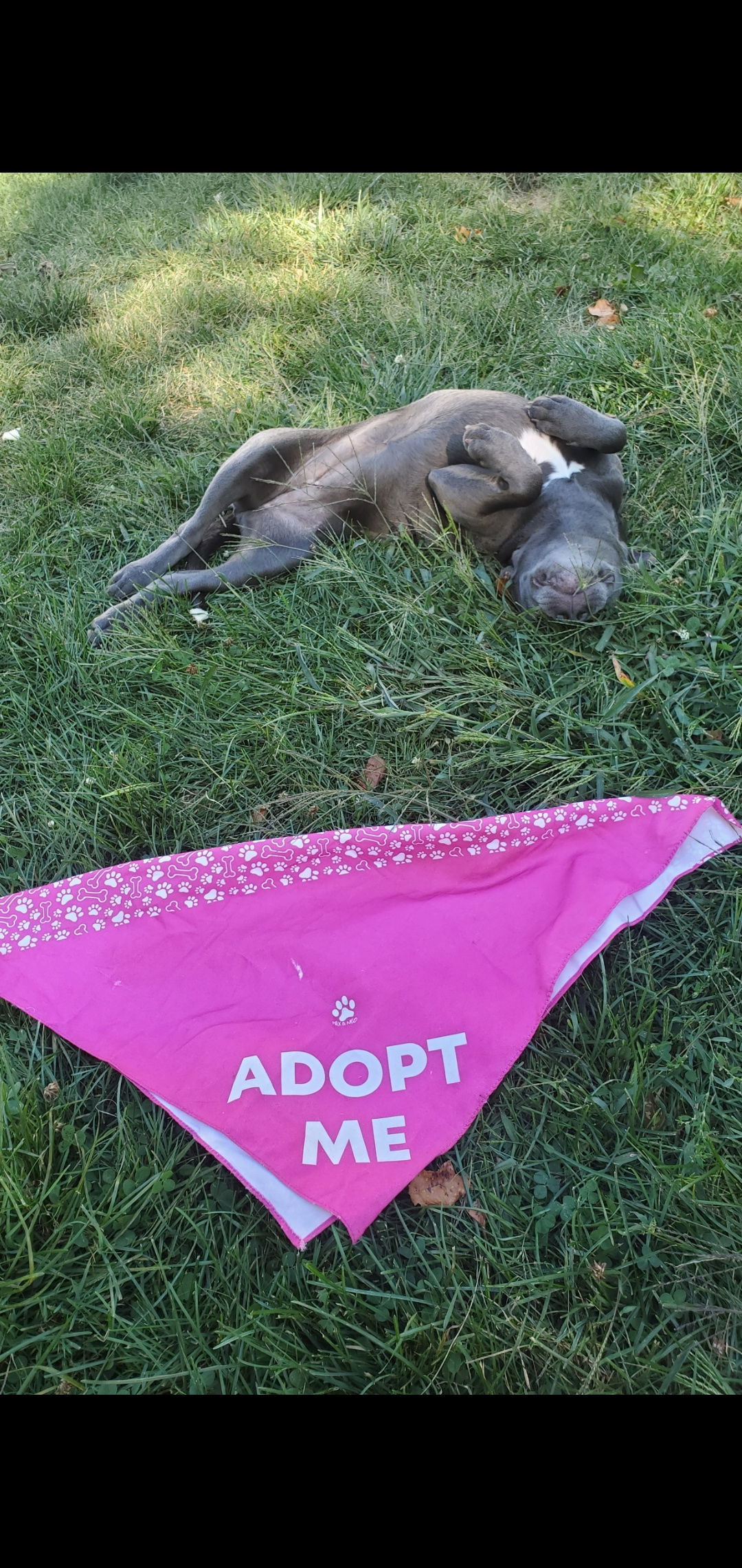 HOLLY - Fostered in Howland, Maine, an adoptable Pit Bull Terrier in Sebec, ME, 04481 | Photo Image 3