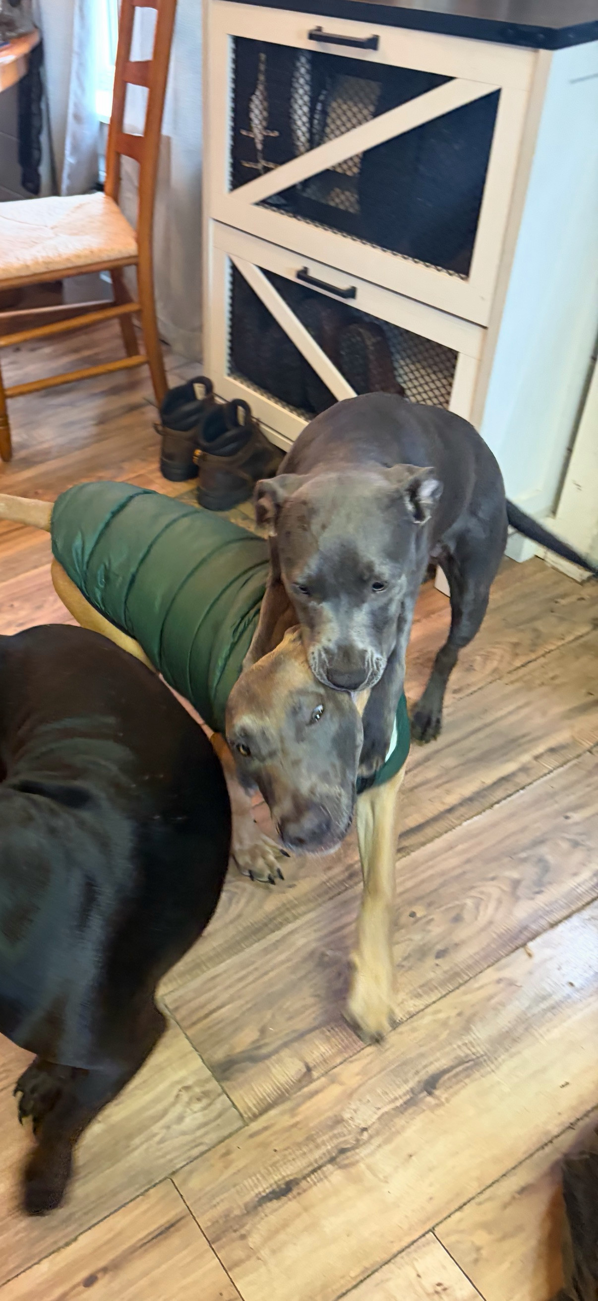 HOLLY - Fostered in Howland, Maine