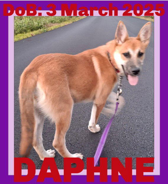 DAPHNE, an adoptable German Shepherd Dog in Sebec, ME, 04481 | Photo Image 1