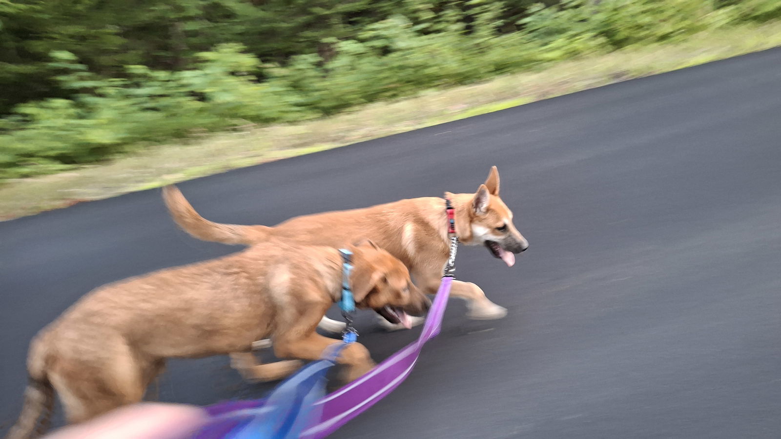 DAPHNE, an adoptable German Shepherd Dog in Sebec, ME, 04481 | Photo Image 2
