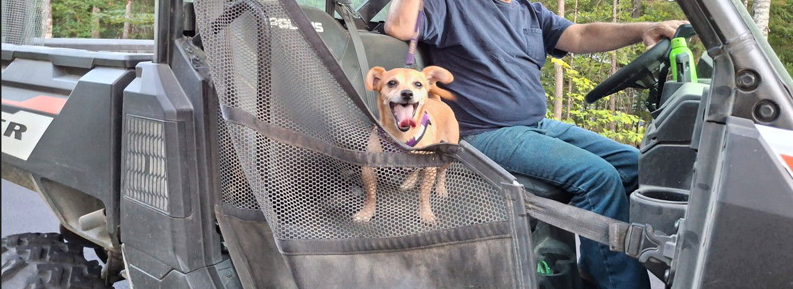 TURKEY, an adoptable Chihuahua in Sebec, ME, 04481 | Photo Image 3