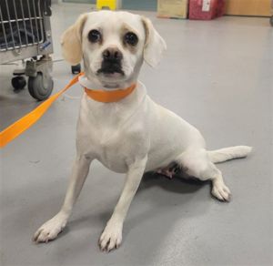SADIE, Adult Female unknown