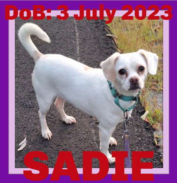 SADIE, an adoptable Chihuahua in Sebec, ME, 04481 | Photo Image 1