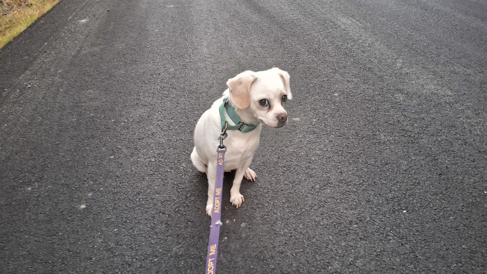 SADIE, an adoptable Chihuahua in Sebec, ME, 04481 | Photo Image 3