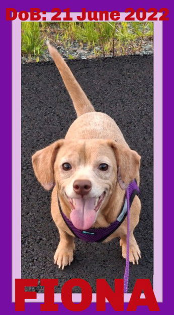 FIONA, an adoptable Dachshund in Sebec, ME, 04481 | Photo Image 1