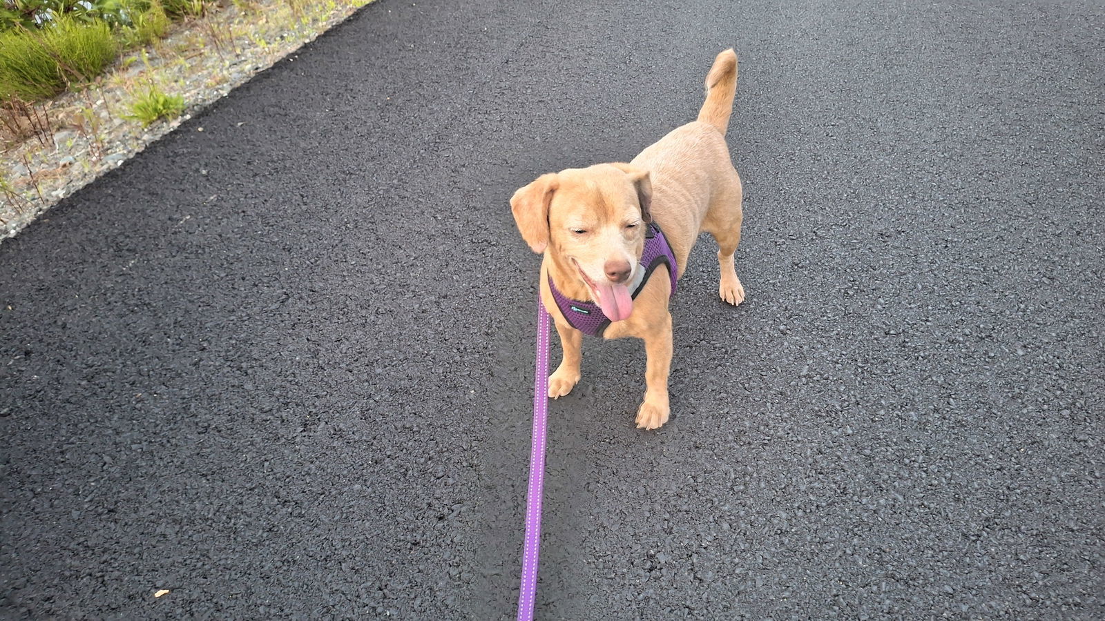 FIONA, an adoptable Dachshund in Sebec, ME, 04481 | Photo Image 2