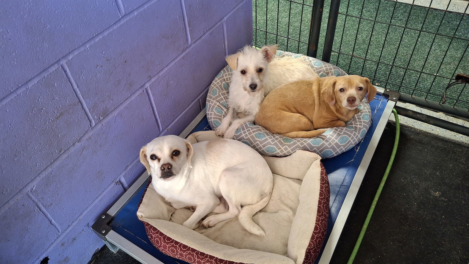 FIONA, an adoptable Dachshund in Sebec, ME, 04481 | Photo Image 3