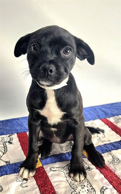 MINA, an adoptable Pug, Chihuahua in Sebec, ME, 04481 | Photo Image 2