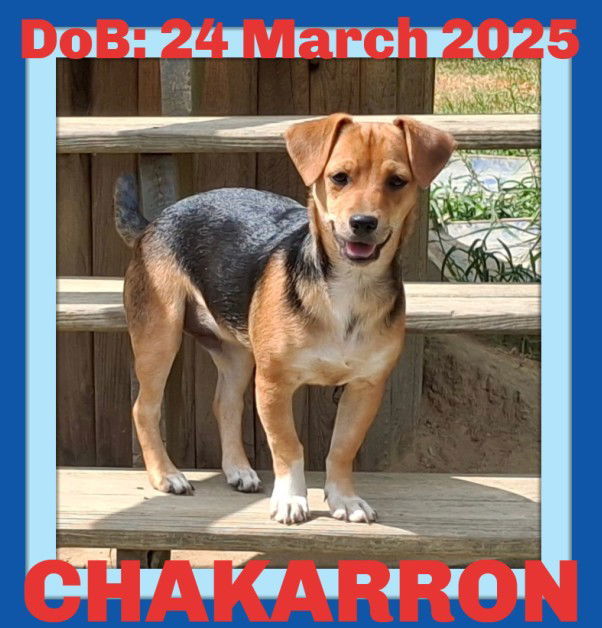 CHAKARRON, an adoptable Dachshund, Beagle in Sebec, ME, 04481 | Photo Image 1