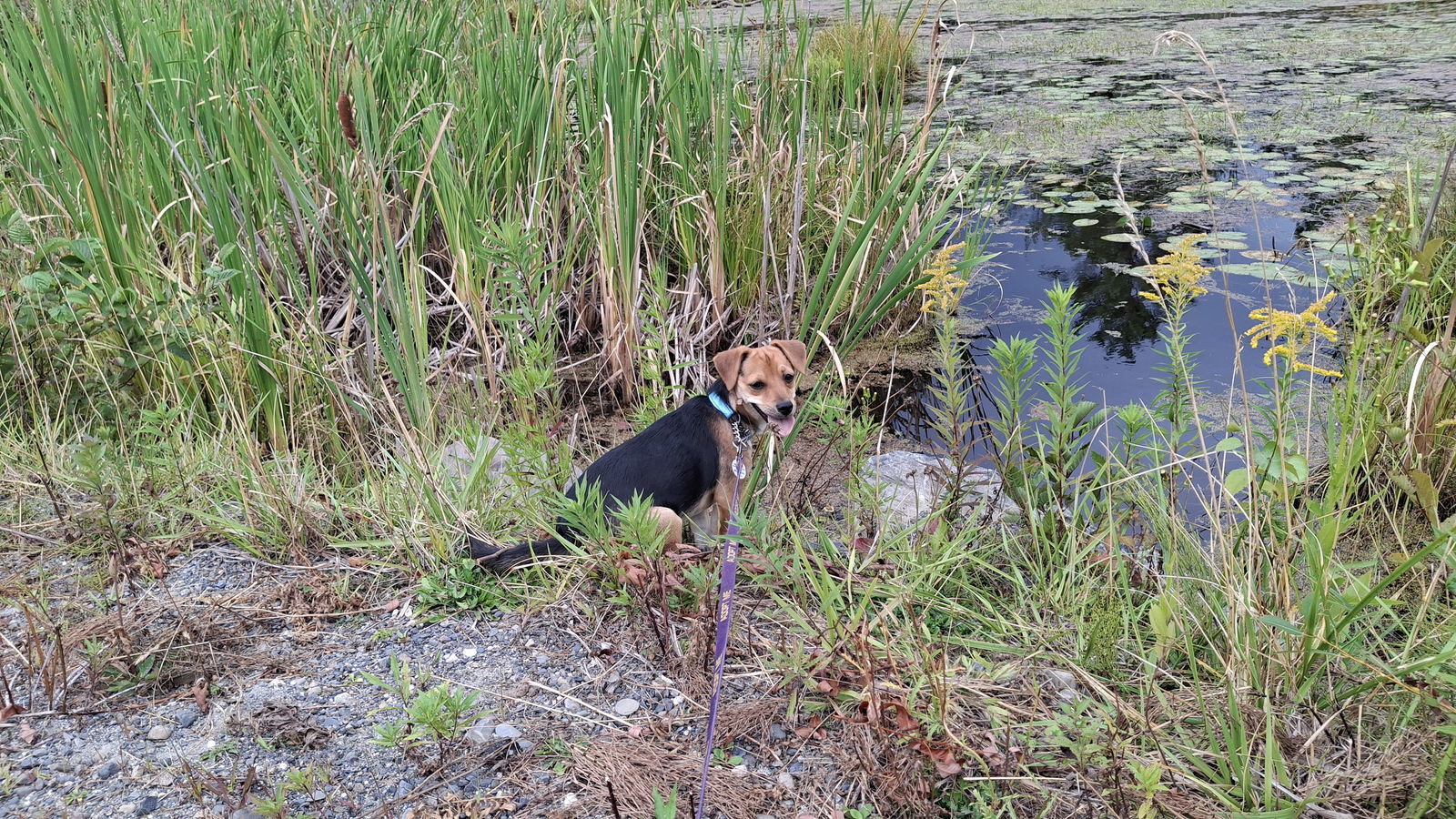 CHAKARRON, an adoptable Chihuahua, Terrier in Sebec, ME, 04481 | Photo Image 2