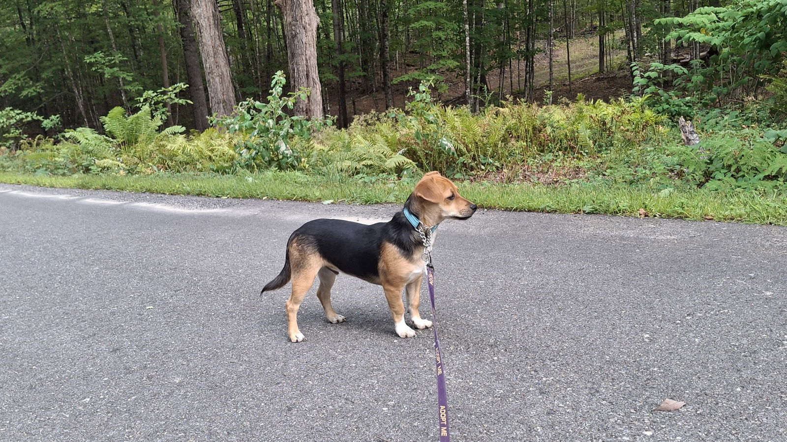 CHAKARRON, an adoptable Dachshund, Beagle in Sebec, ME, 04481 | Photo Image 3
