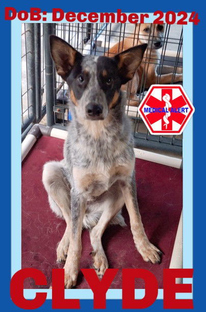 CLYDE, an adoptable Australian Cattle Dog / Blue Heeler in Sebec, ME, 04481 | Photo Image 1