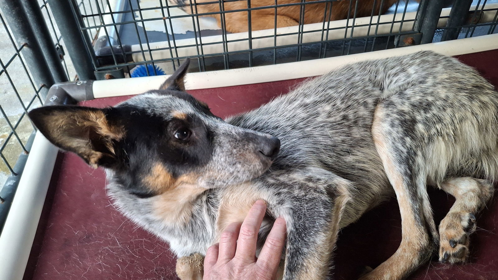 CLYDE, an adoptable Australian Cattle Dog / Blue Heeler in Sebec, ME, 04481 | Photo Image 3