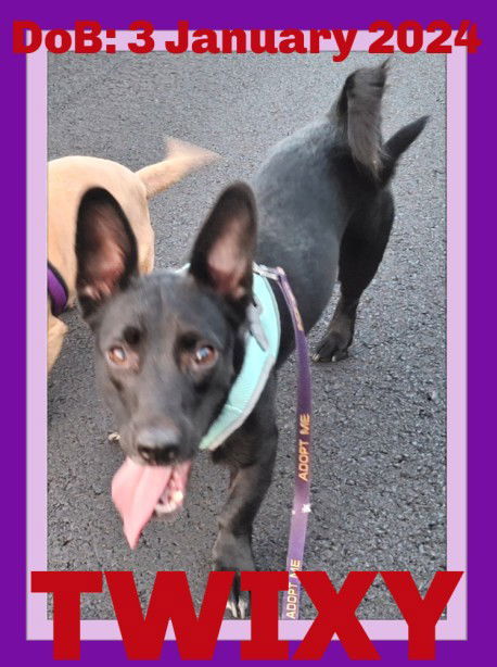 TWIXY, an adoptable Dachshund, Shepherd in Sebec, ME, 04481 | Photo Image 1
