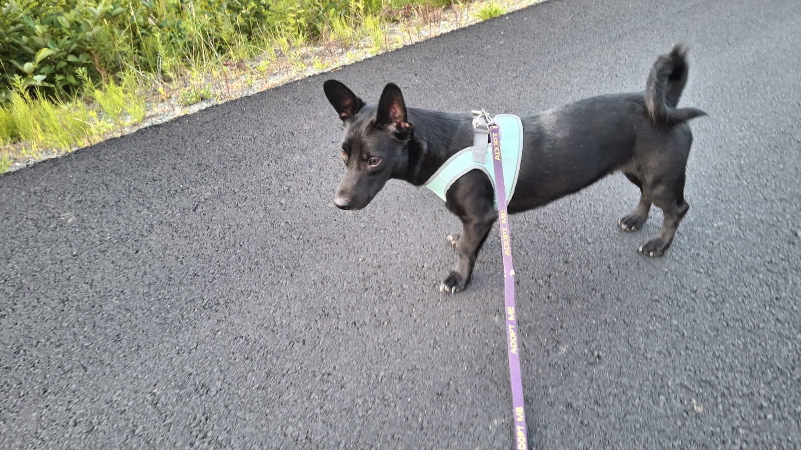 TWIXY, an adoptable Dachshund, Shepherd in Sebec, ME, 04481 | Photo Image 2