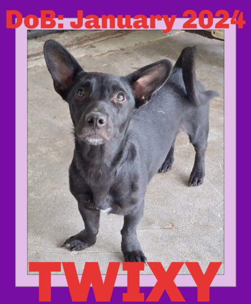 TWIXY, an adoptable Dachshund, Shepherd in Sebec, ME, 04481 | Photo Image 3