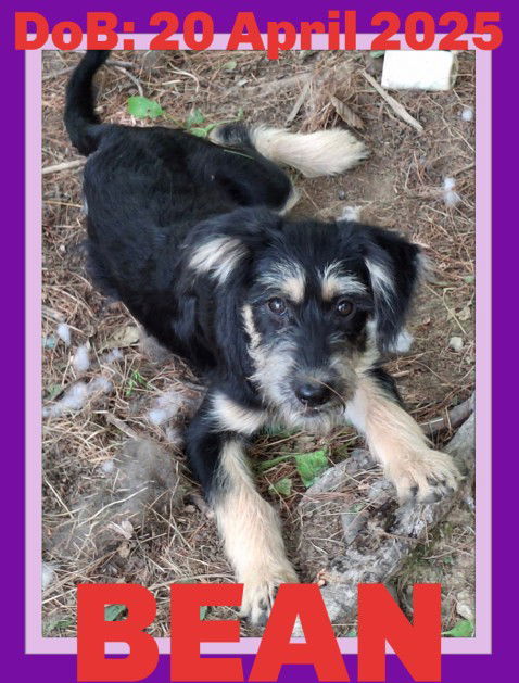 BEAN, an adoptable Shepherd, Terrier in Sebec, ME, 04481 | Photo Image 1
