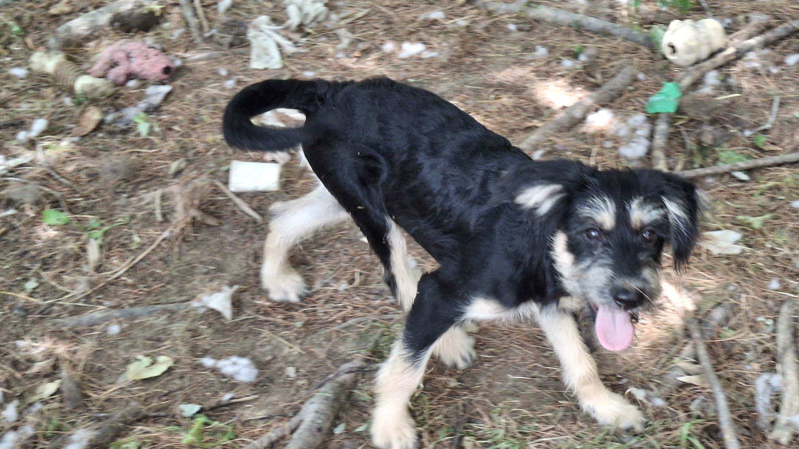 BEAN, an adoptable Shepherd, Terrier in Sebec, ME, 04481 | Photo Image 2