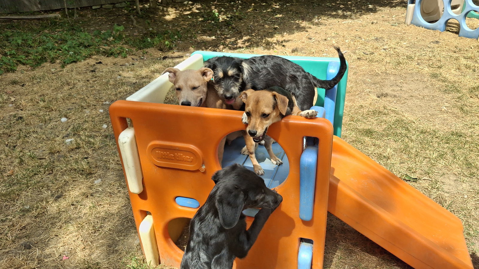 BEAN, an adoptable Shepherd, Terrier in Sebec, ME, 04481 | Photo Image 3