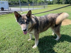 Jyn Erso is a four-year-old female German ShepherdHusky mix found on Nails Creek Road Shes a heal