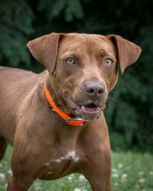Amber Labrador Retriever Dog