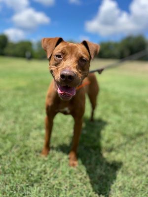 Amber is just at baby at ten months old Shes a beautiful red-mahogany labrador mix She was found 