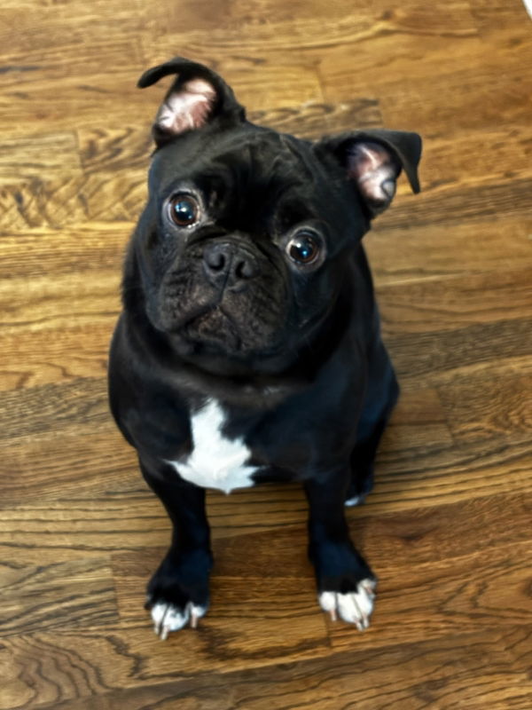 Bruno