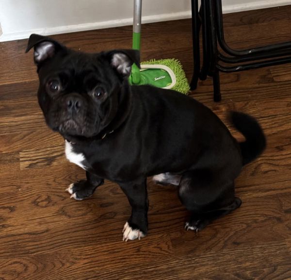 Bruno thumbnail 3