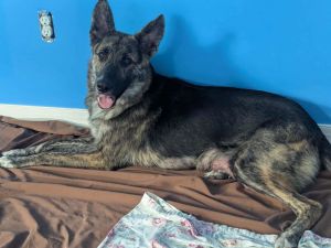 SABLE, Adult Female unknown