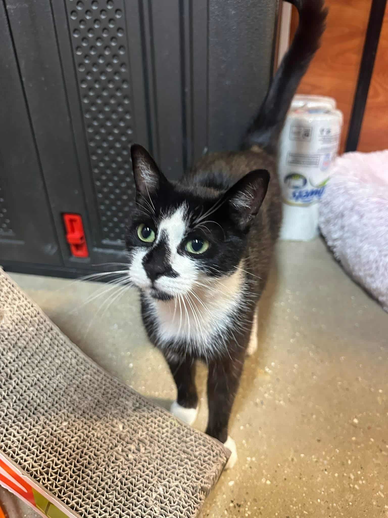 Oreo