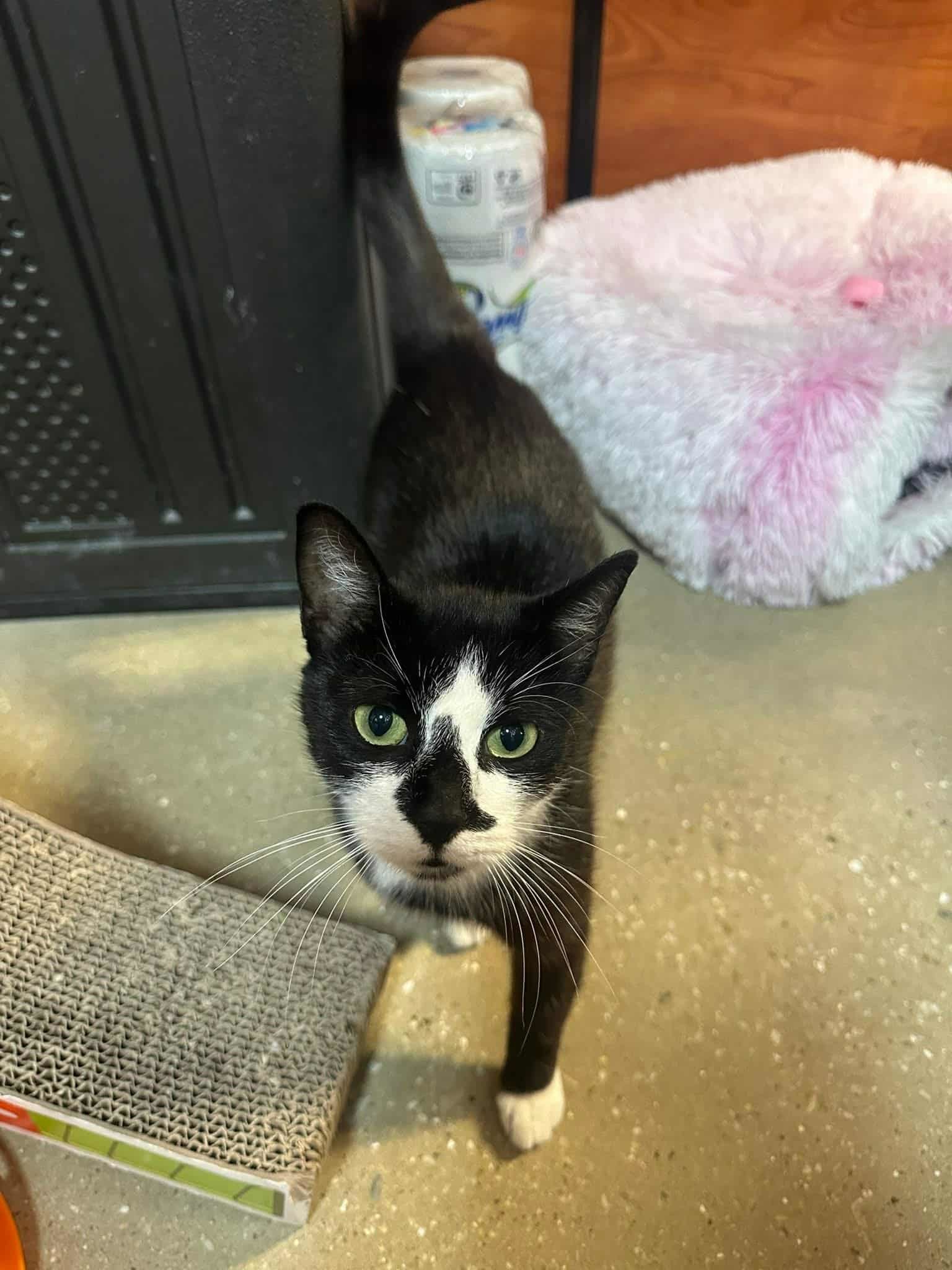 Oreo