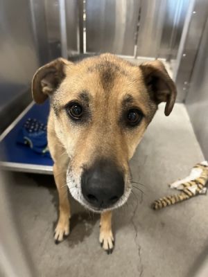 Hades Mixed Breed Dog