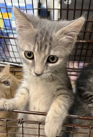 Primary Color Grey Tabby Weight 20625lbs Age 0yrs 0mths 10wks