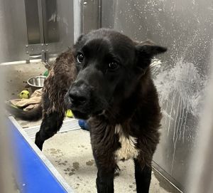 Primary Color Black Weight 56lbs Animal has been Spayed